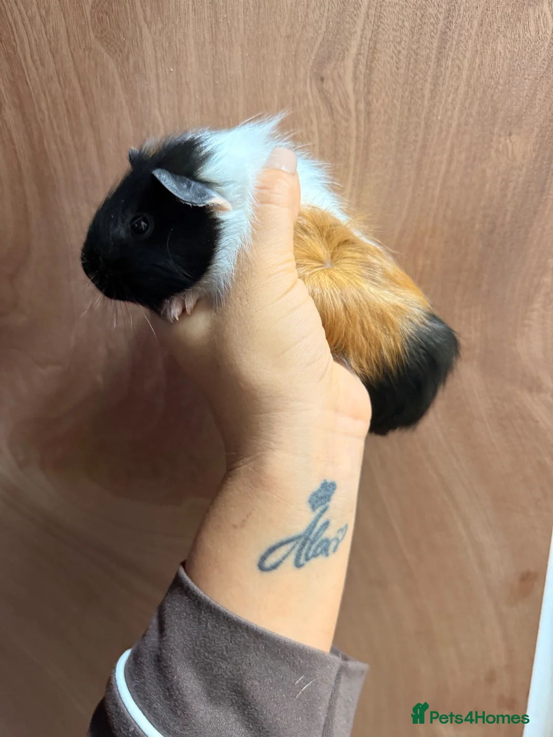 Guinea Pig rodents for sale: Guinea pigs  - Advert 1