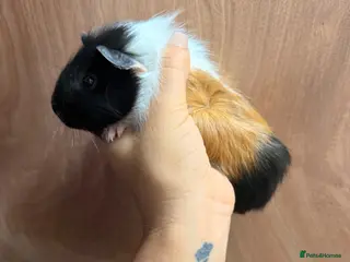 Guinea Pig rodents Guinea pigs - Advert 1