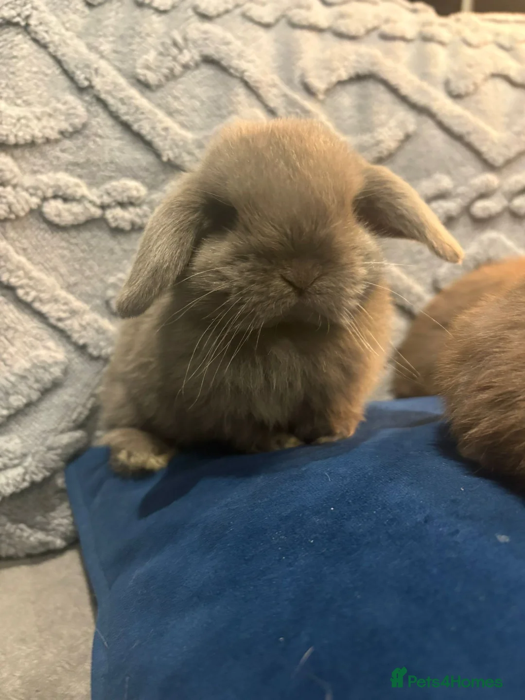 Mini Lop rabbits for sale: Adorable Mini Lop Bunnies Ready for Loving Homes - Advert 3