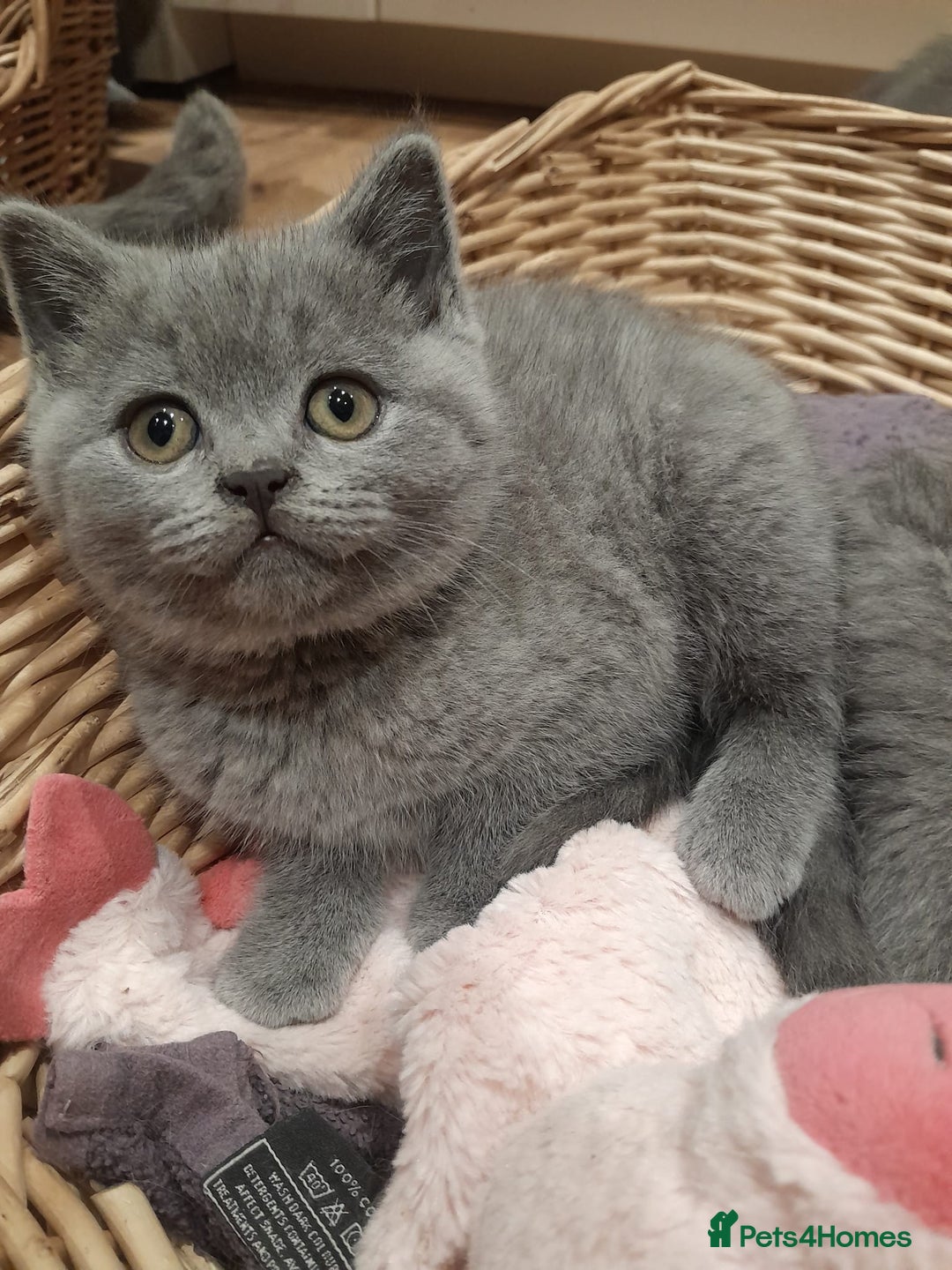 British Shorthair cats for sale: Blue British shorthairs kittens with GCCFpedigree - Advert 1