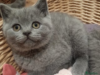 British Shorthair cats Blue British shorthairs kittens with GCCFpedigree - Advert 4