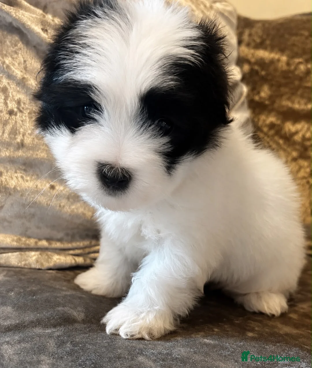 Coton De Tulear dogs for sale: Coton de Tulear puppy  - Advert 1
