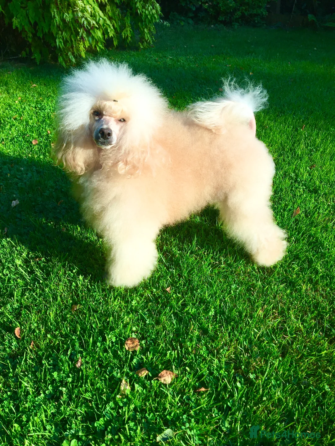 Toy Poodle dogs for stud: Apricot Toy Poodle Stud carries parti and phantom in Stockton-on-Tees - Advert 1