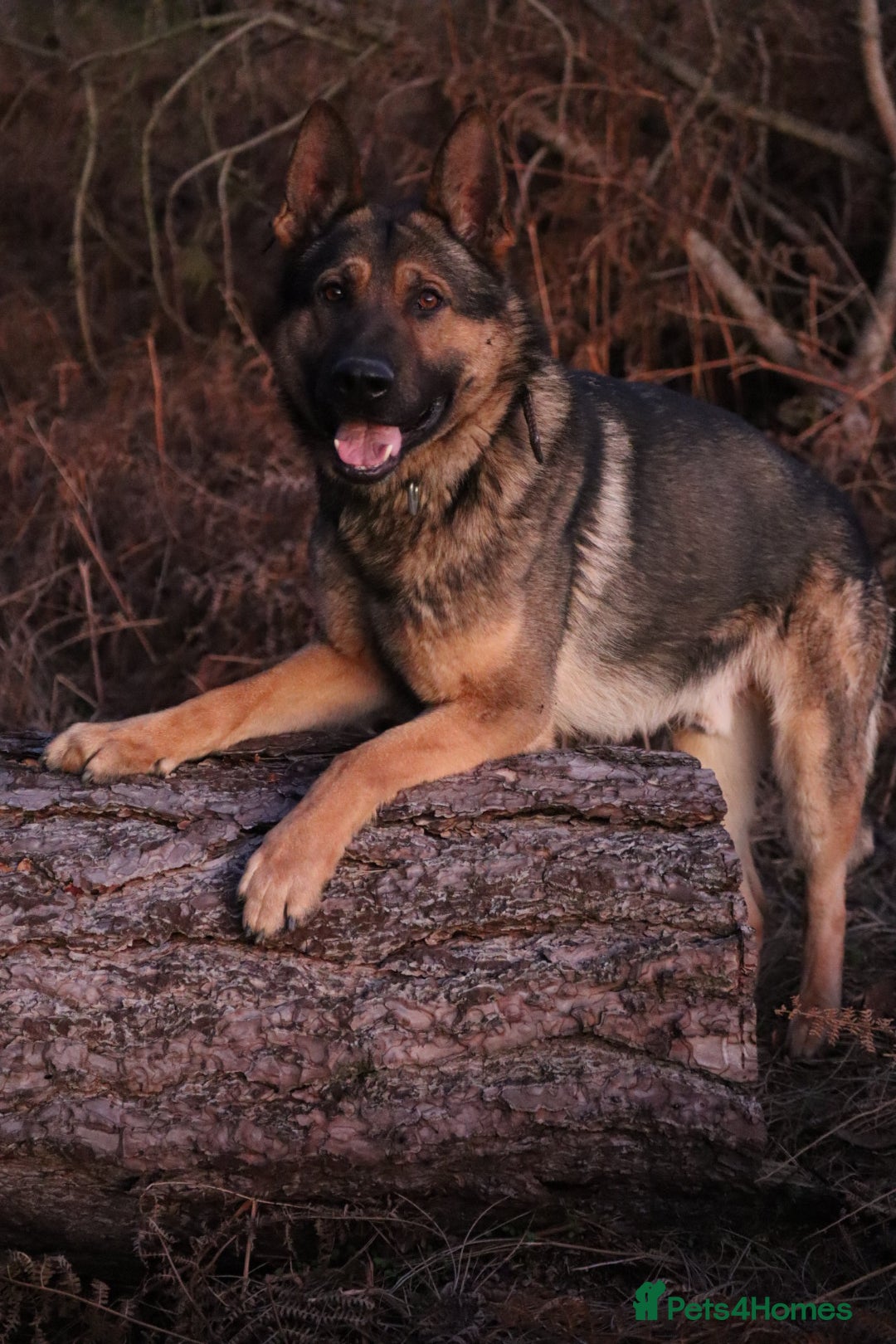 German Shepherd dogs for sale: Chewbacca the handsome gsd  - Advert 12