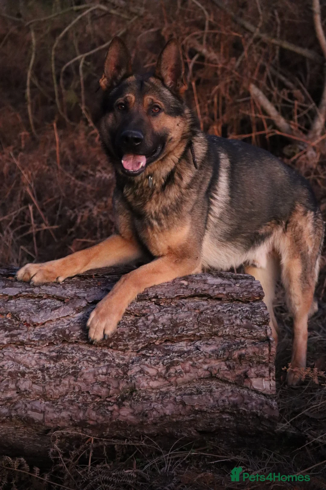 German Shepherd dogs for sale: Chewbacca the handsome gsd  - Advert 12