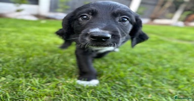Mixed Breed dogs - Advert 9
