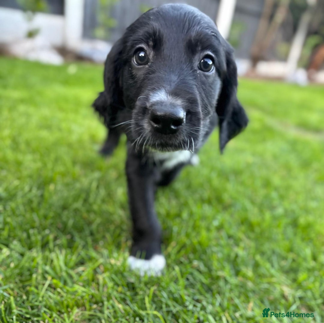Mixed Breed dogs for sale: Border collie x irish setter pups *READY 3RD SEP* - Image 3