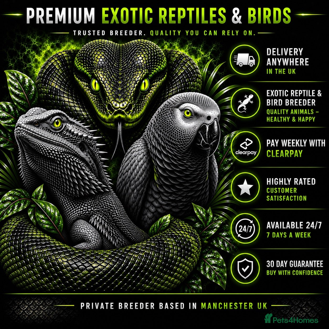 Tortoise reptiles 🐢 Tortoise Babies 🐢 - Advert 2