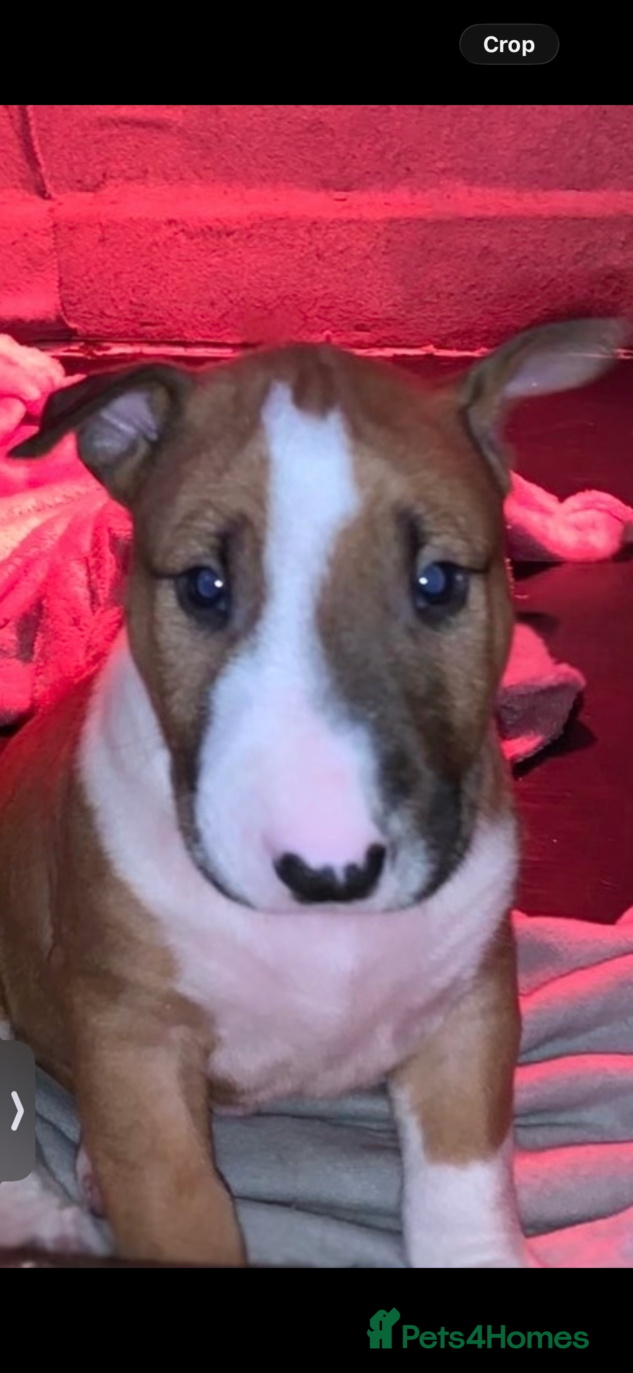 English Bull Terrier dogs KC English Bull Terrier Pups - Advert 2