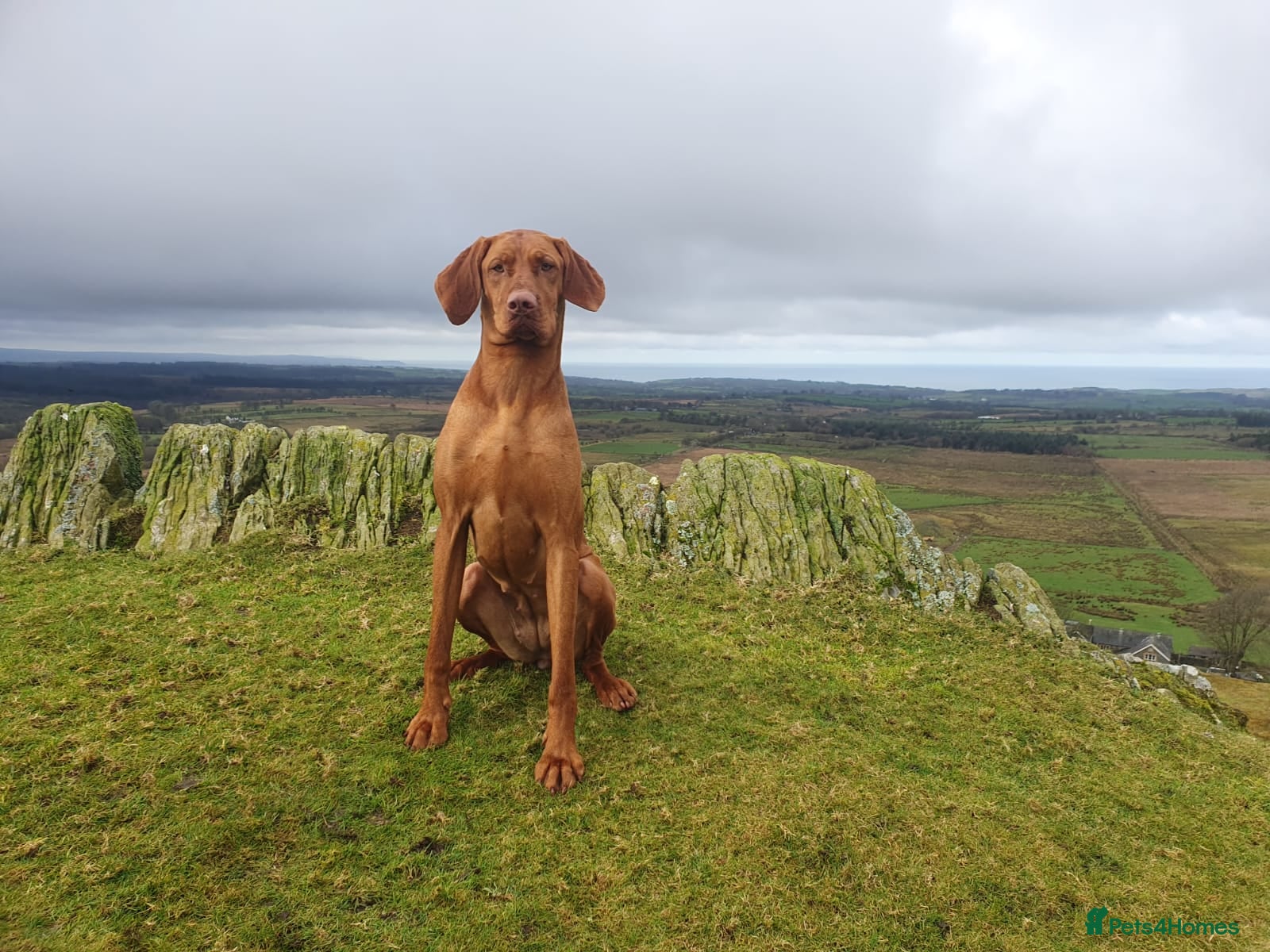 Mixed Breed dogs 2 Beautiful puppy's looking for forever home  - Advert 4