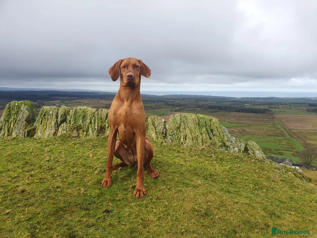 Mixed Breed dogs for sale: 2 Beautiful puppy's looking for forever home  - Advert 1