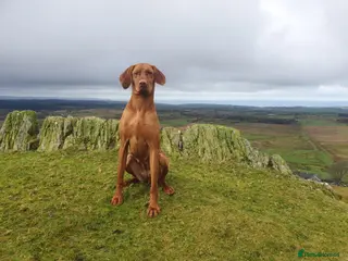 Mixed Breed dogs 2 Beautiful puppy's looking for forever home - Advert 4