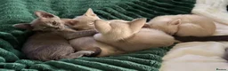 Burmese cats for sale: Gorgeous Playful Loving Burmese Kittens  - Advert 9