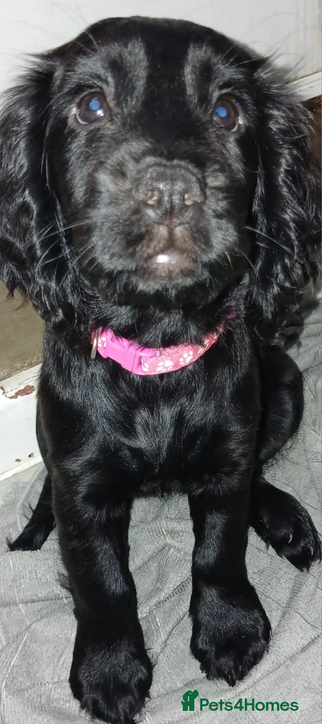 Cocker Spaniel dogs for sale: Black And Brown Cocker Spaniels - Advert 2