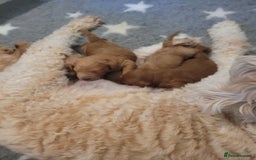 Mixed Breed dogs for sale: Miniature Goldendoodle Puppies - Image 8