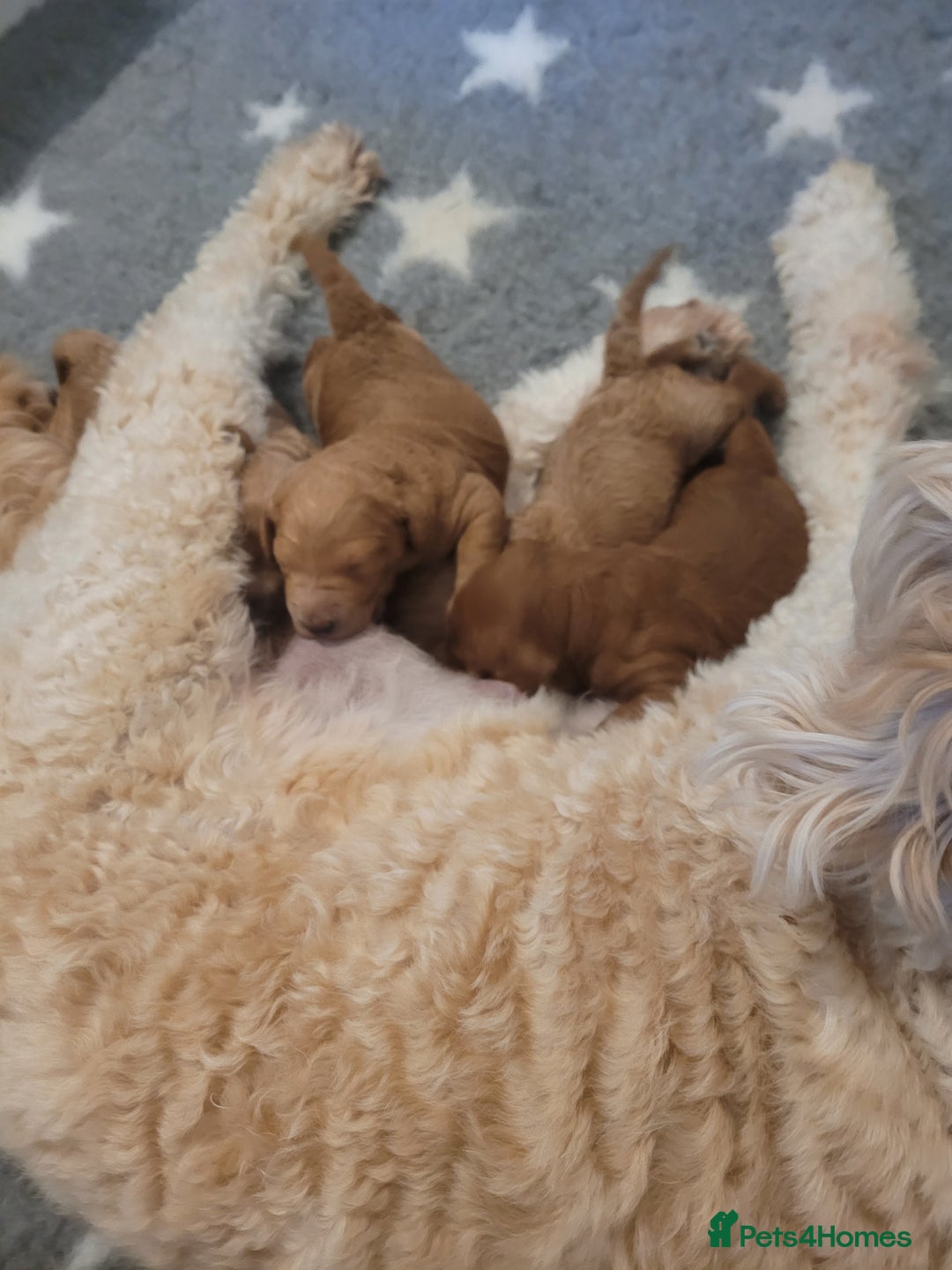 Mixed Breed dogs for sale: Miniature Goldendoodle Puppies - Image 8