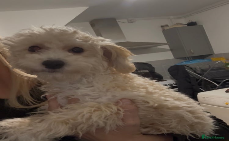 Shihpoo dogs - Advert 16