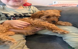 Cavapoo dogs for sale: Cavapoo F1B with extras - Image 5