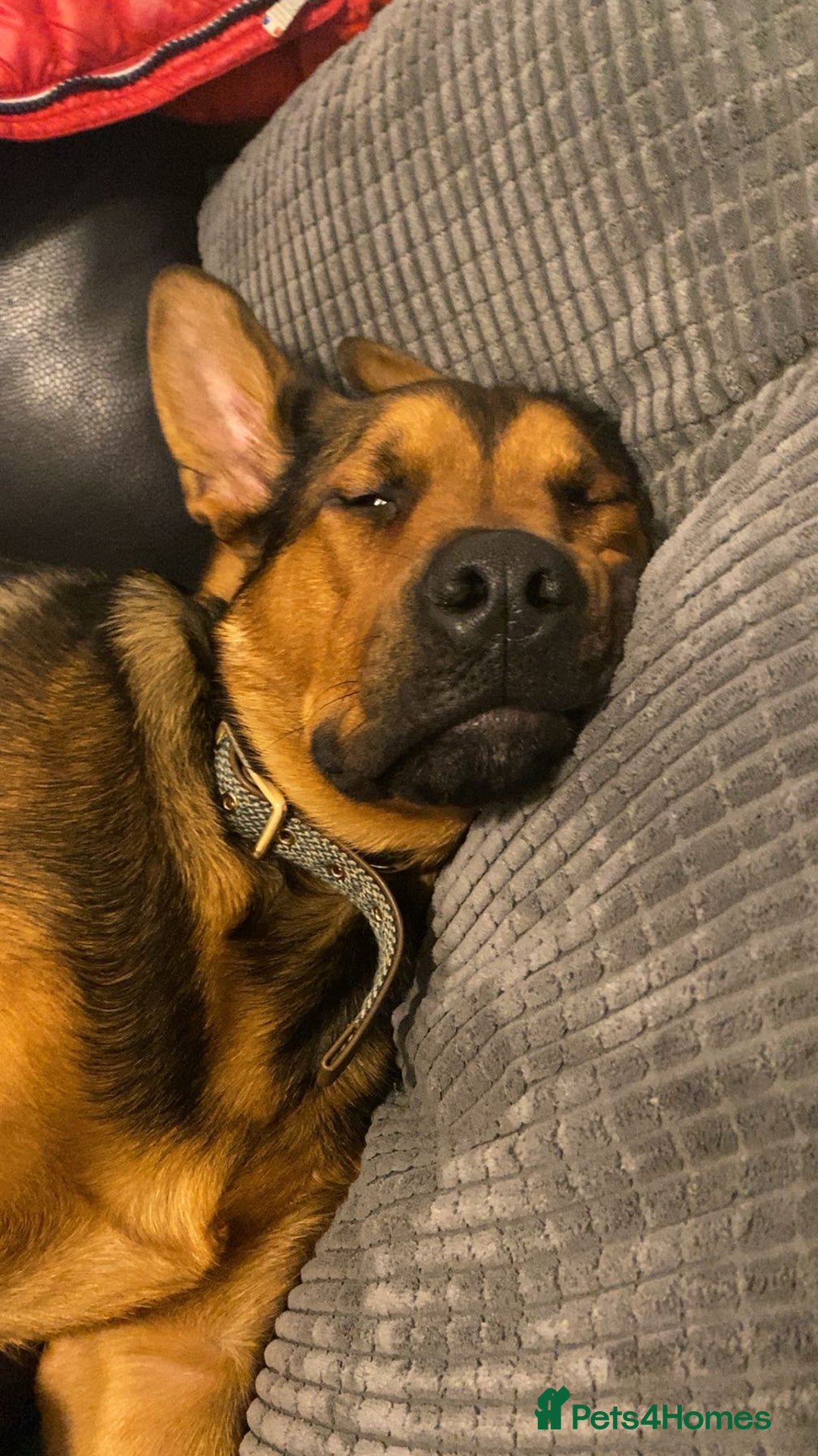 Mixed Breed dogs for sale: Jasper - Advert 3