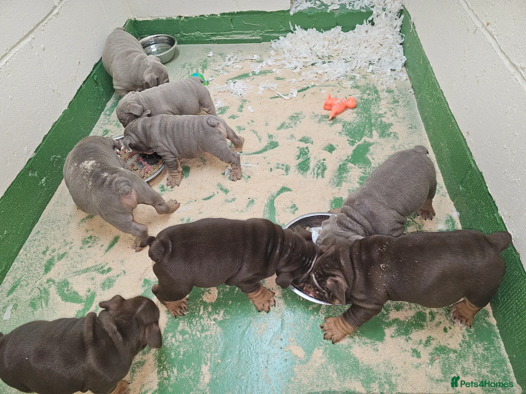 English Bulldog dogs for sale: English bulldog pups for sale - Advert 16
