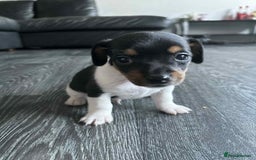 Jack Russell dogs for sale: Beautiful litter of Jack Russell pups - Image 11