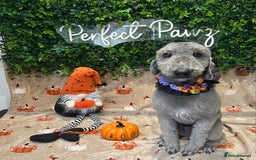 Bedlington Terrier dogs for sale: 1 year old  - Image 2