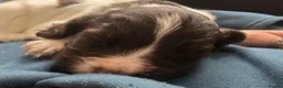 Sprocker dogs for sale: Stunning little boy - Advert 8