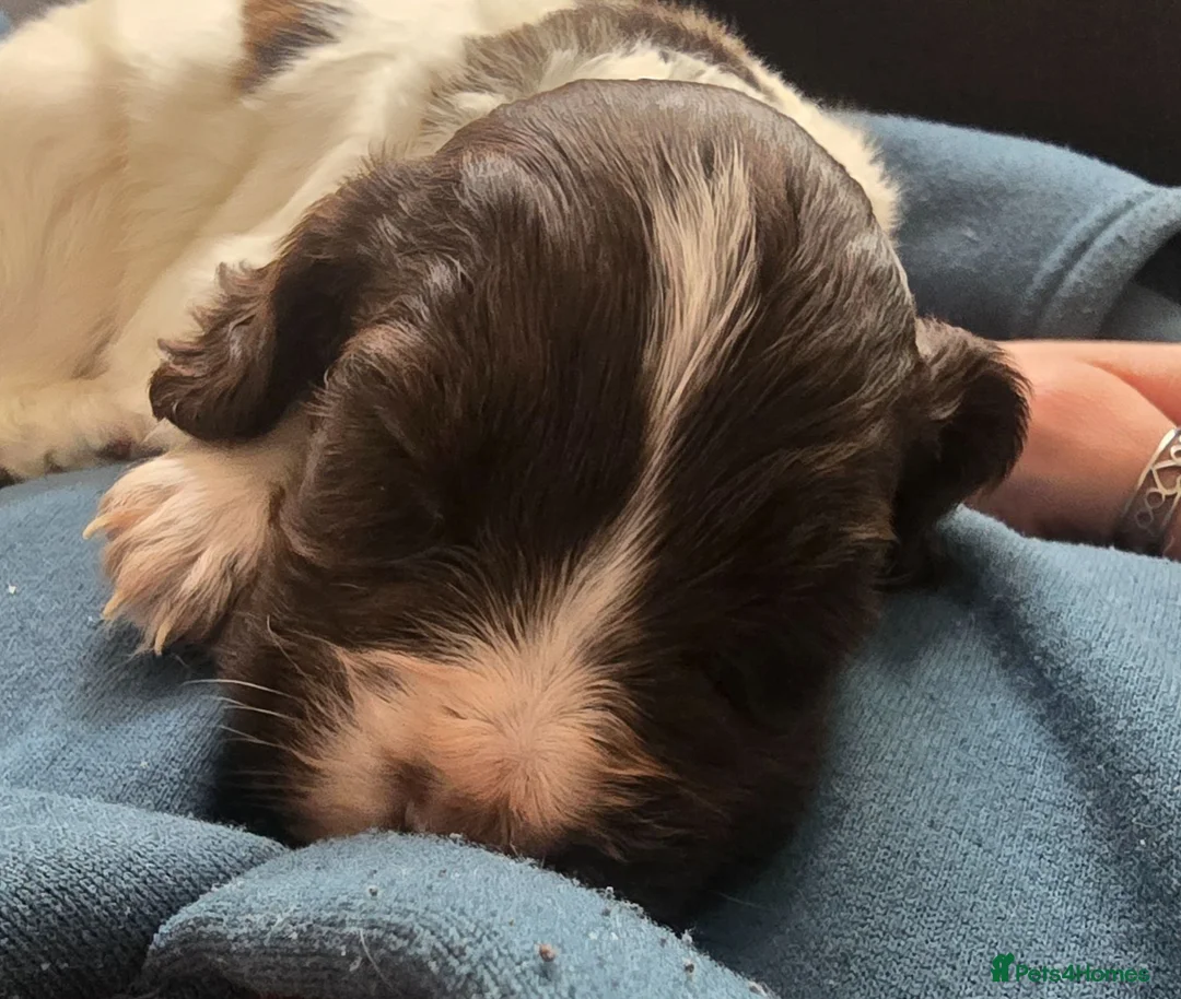Sprocker dogs for sale: Stunning little boy - Advert 8