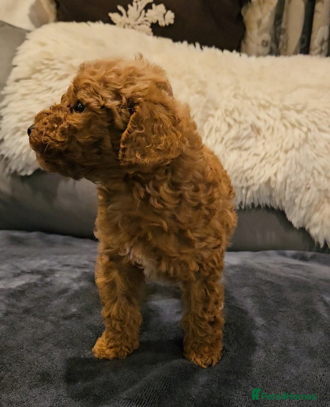 Maltipoo dogs for sale: F1b maltipoo puppies - Image 12