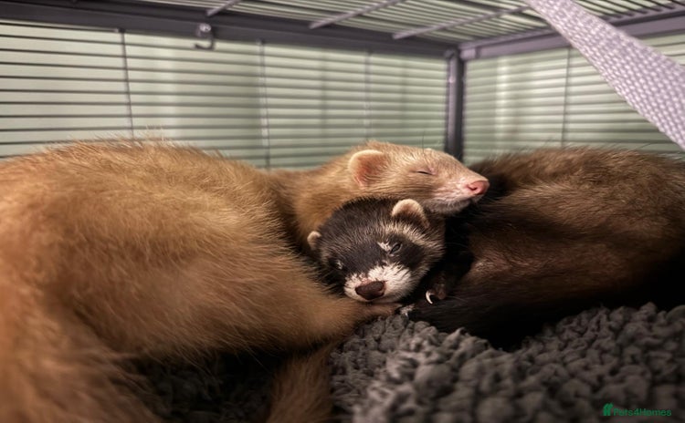 Ferret rodents 2 young female ferrets - Advert 6