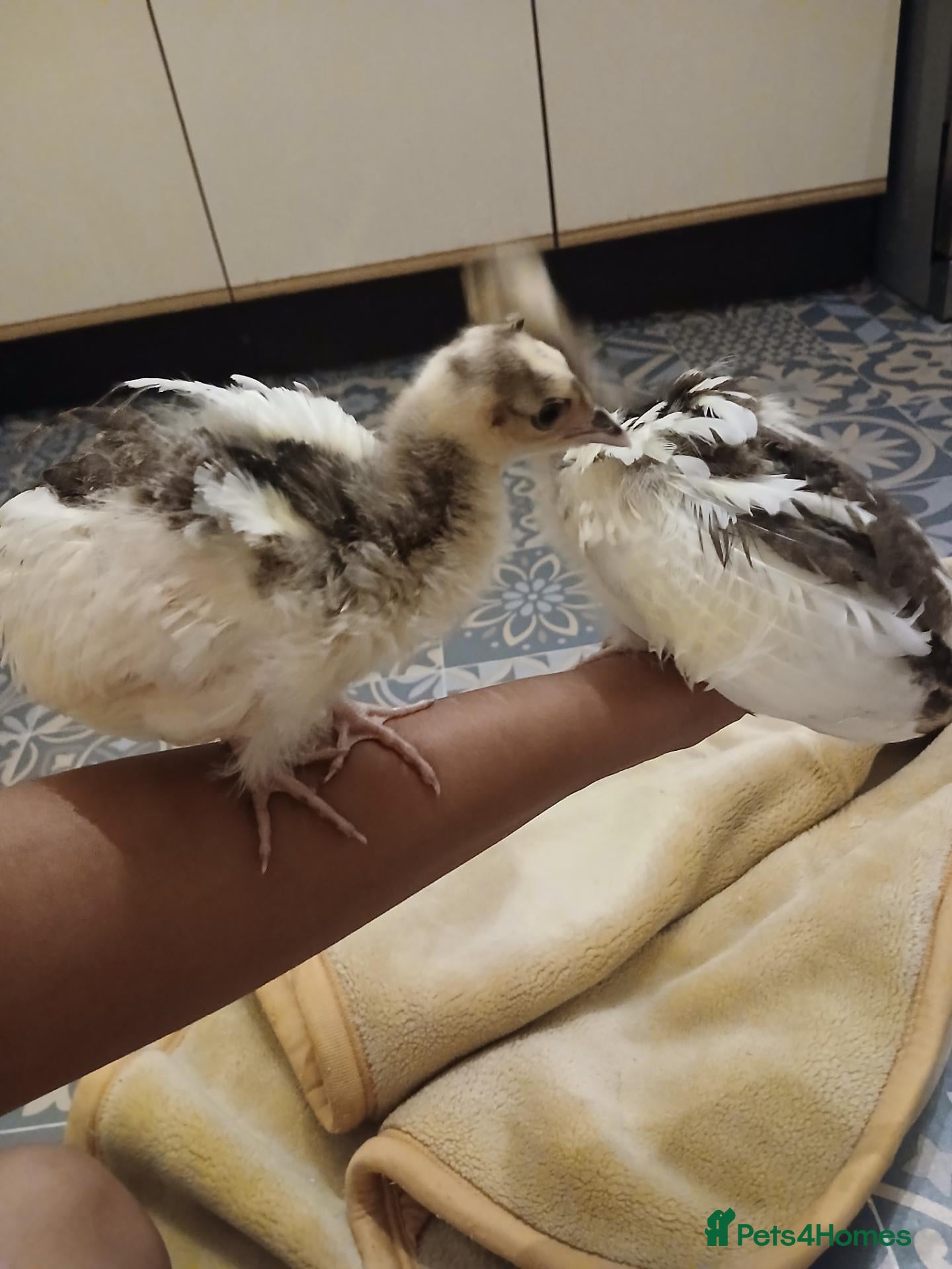 Peafowl poultry  Two peachicks for sale. - Advert 2