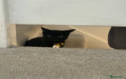 Domestic Shorthair cats for sale: Black female kitten needing loving home  - Image 4