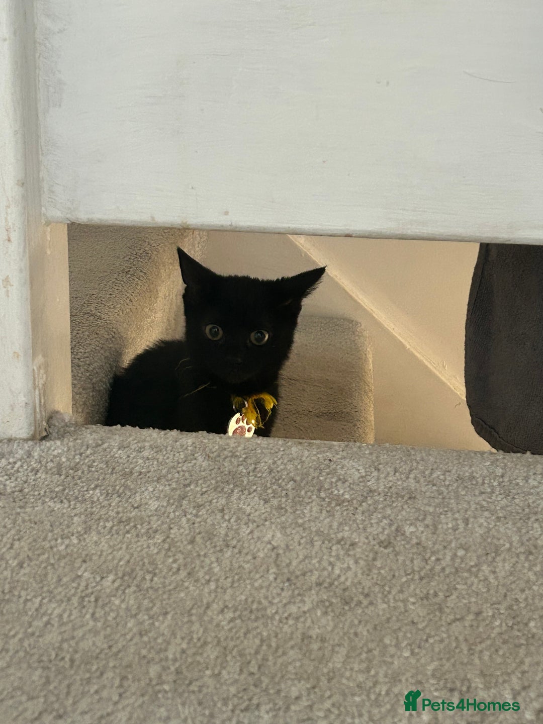 Domestic Shorthair cats for sale: Black female kitten needing loving home  - Image 4