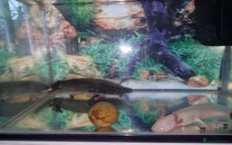 Axolotl reptiles for sale: Two axolotls  - Image 4