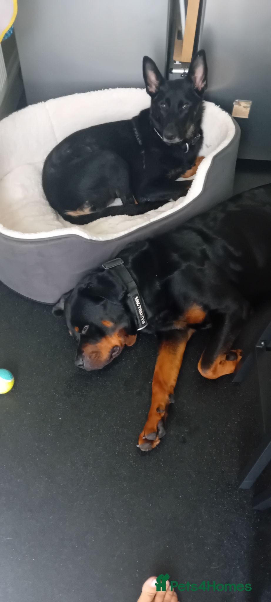 Rottweiler dogs Rockweiler  - Advert 1