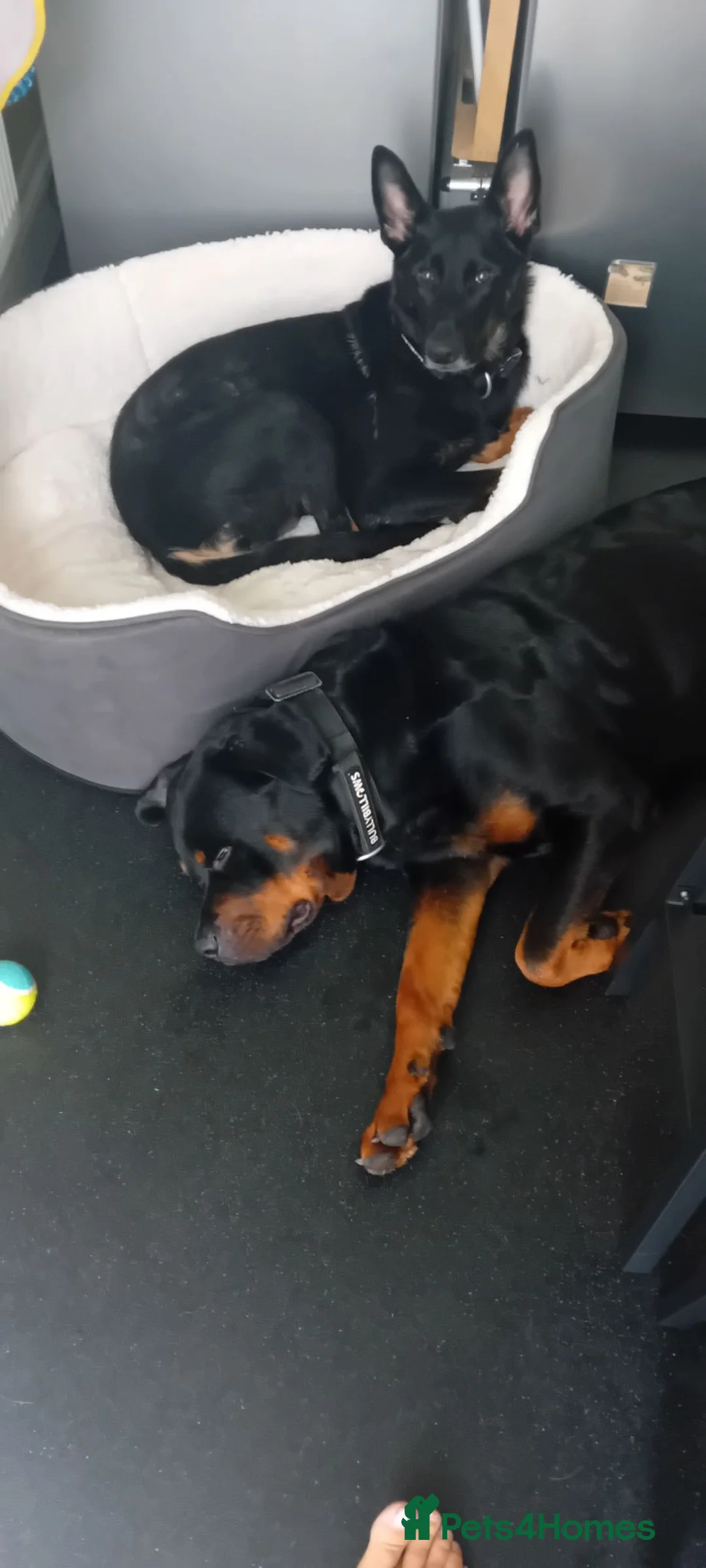 Rottweiler dogs for sale: Rockweiler  in Brecon - Advert 1
