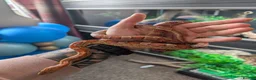 Corn Snake reptiles for sale: Corn Snake  - Advert 6