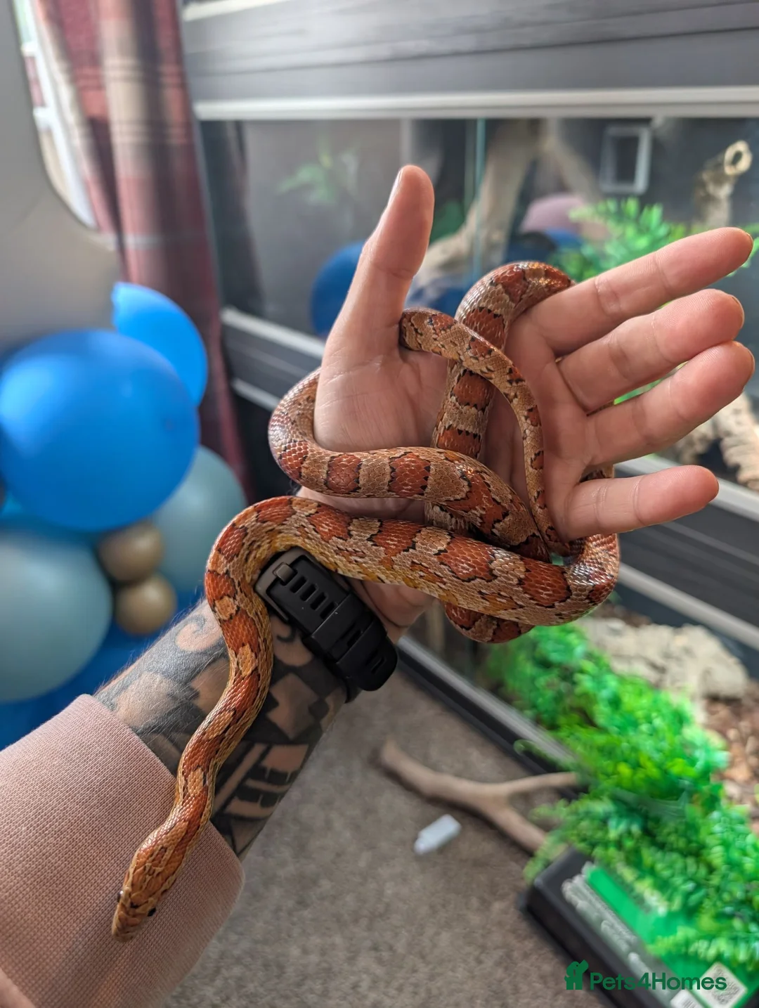 Corn Snake reptiles for sale: Corn Snake  - Advert 6