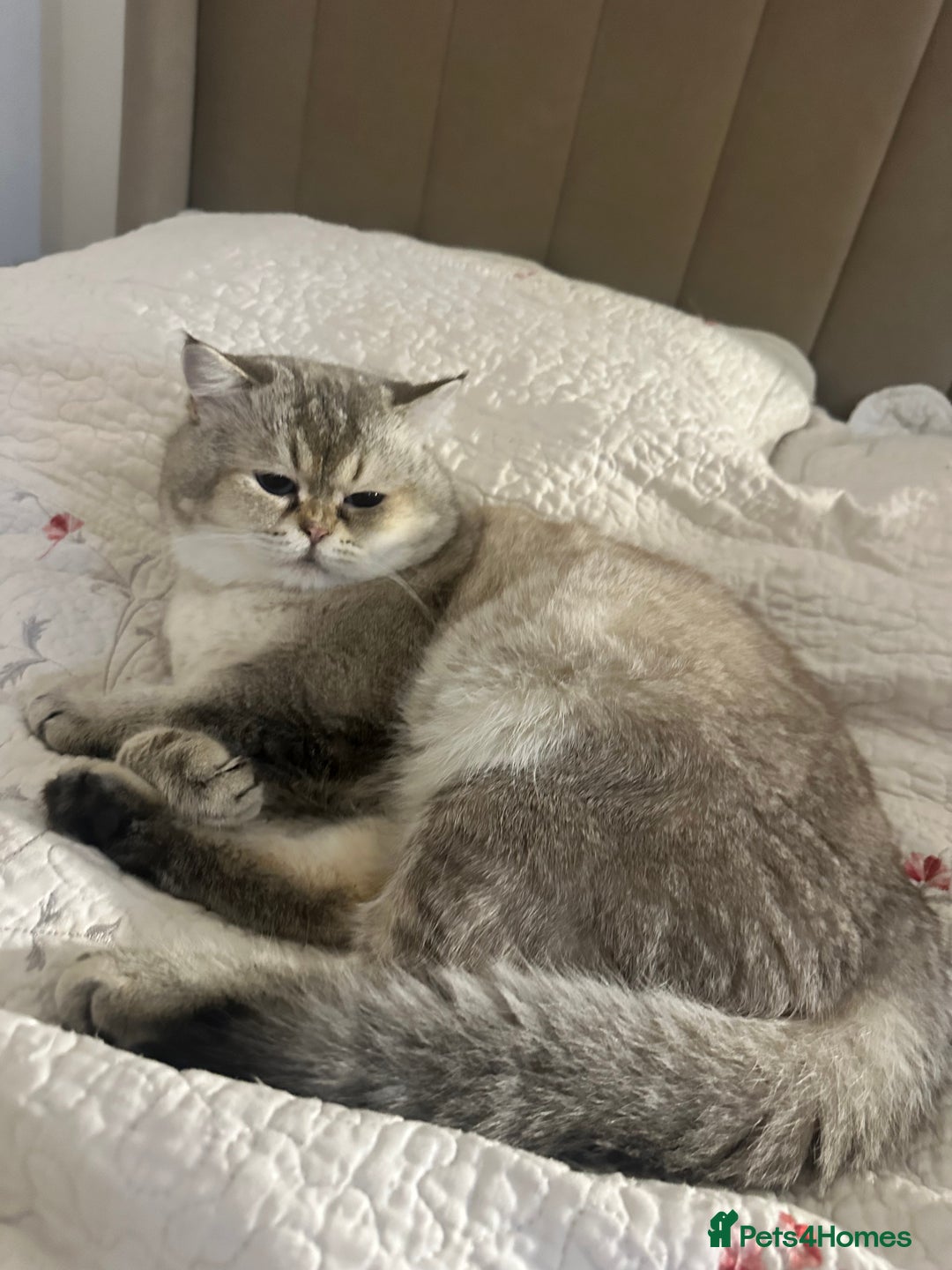 British Shorthair cats for stud: Teddy  - Advert 5