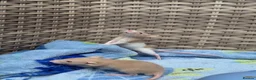 Rat rodents for sale: Beautiful baby boys in Romford - Advert 1
