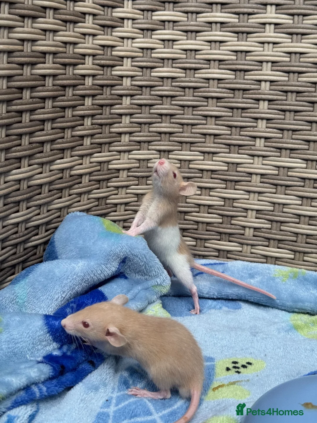 Rat rodents for sale: Beautiful baby boys in Romford - Advert 1