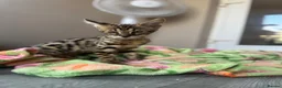 Savannah cats for sale: 🐆Worlds Best Pedigree F2 & F3 Savannah Kittens 🐆 - Advert 8