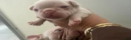 French Bulldog dogs for sale: Beautiful French Bulldog Puppies 🐶  in Burton-on-Trent - Advert 2