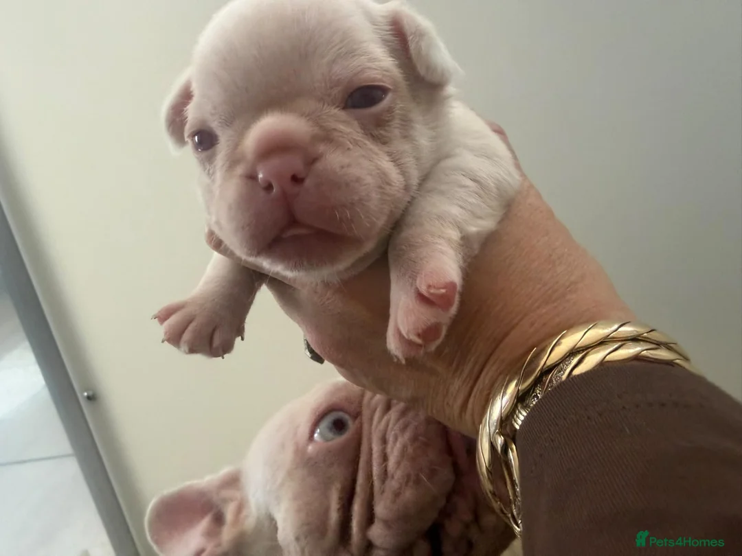 French Bulldog dogs for sale: Beautiful French Bulldog Puppies 🐶  in Burton-on-Trent - Advert 2