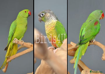 Parrots birds Talking Parrot and bird Available - Advert 1