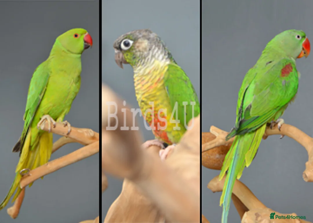 Parrots birds for sale: Talking Parrot and bird Available - Advert 1