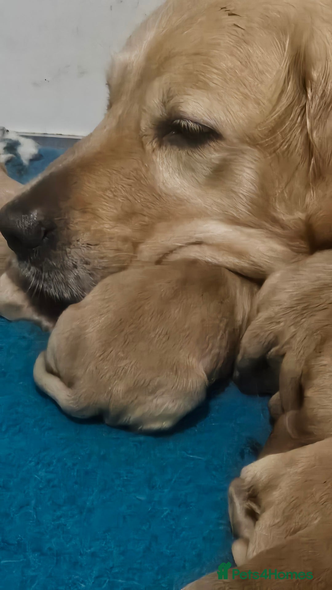 Golden Retriever dogs for sale: Amazing shades long awaited litter - Advert 3