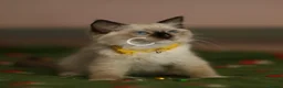 Ragdoll cats for sale: Beautiful Ragdoll kittens  - Advert 12