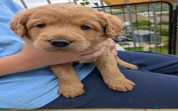 Labradoodle dogs for sale: Fox Red Labradoodles. 4 boys 3 girls  - Image 13
