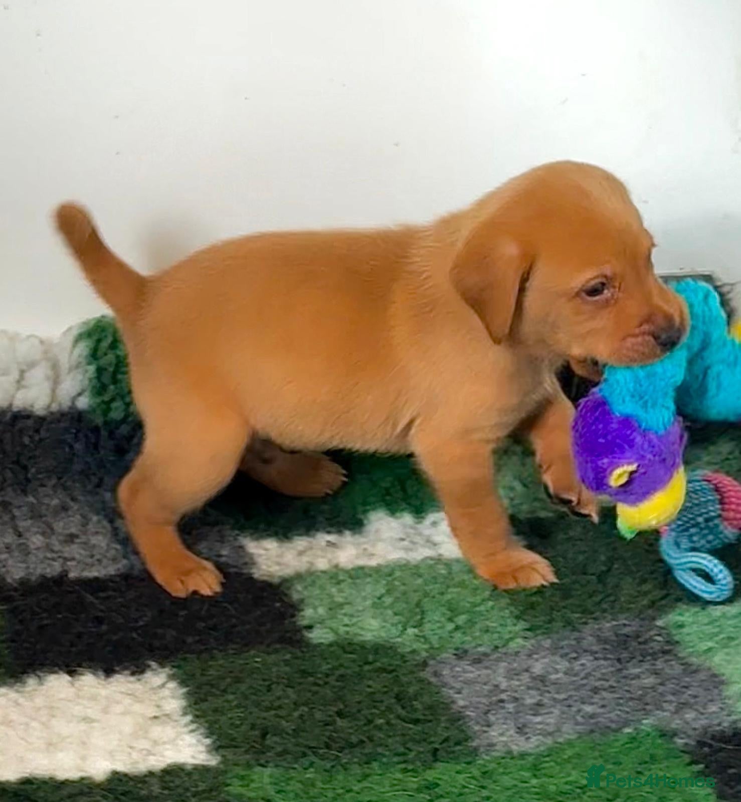 Labrador Retriever dogs FOX RED LAB PUPS PARENTS EXTENSIVELY HEALTH TESTED - Advert 1